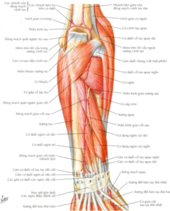 Các cơ của ngăn cẳng tay sau lớp sâu