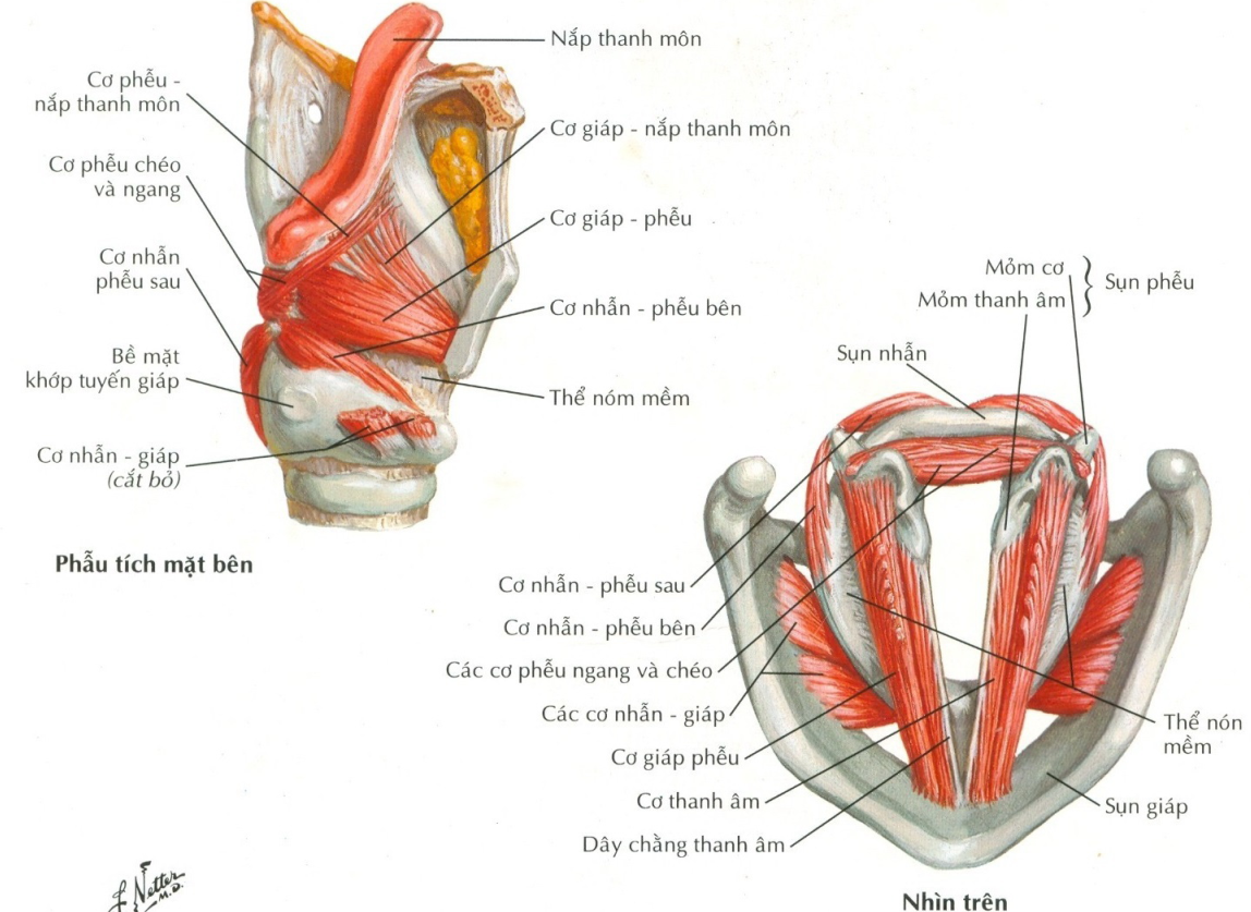Các cơ nội tại thanh quản nhìn bên phẫu tích và nhìn trên