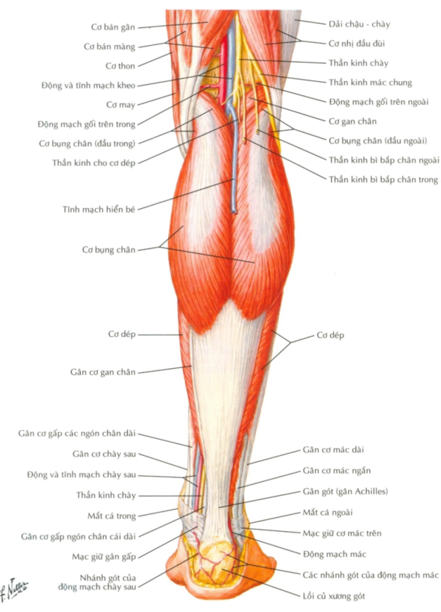 Các cơ vùng cẳng chân sau lớp nông