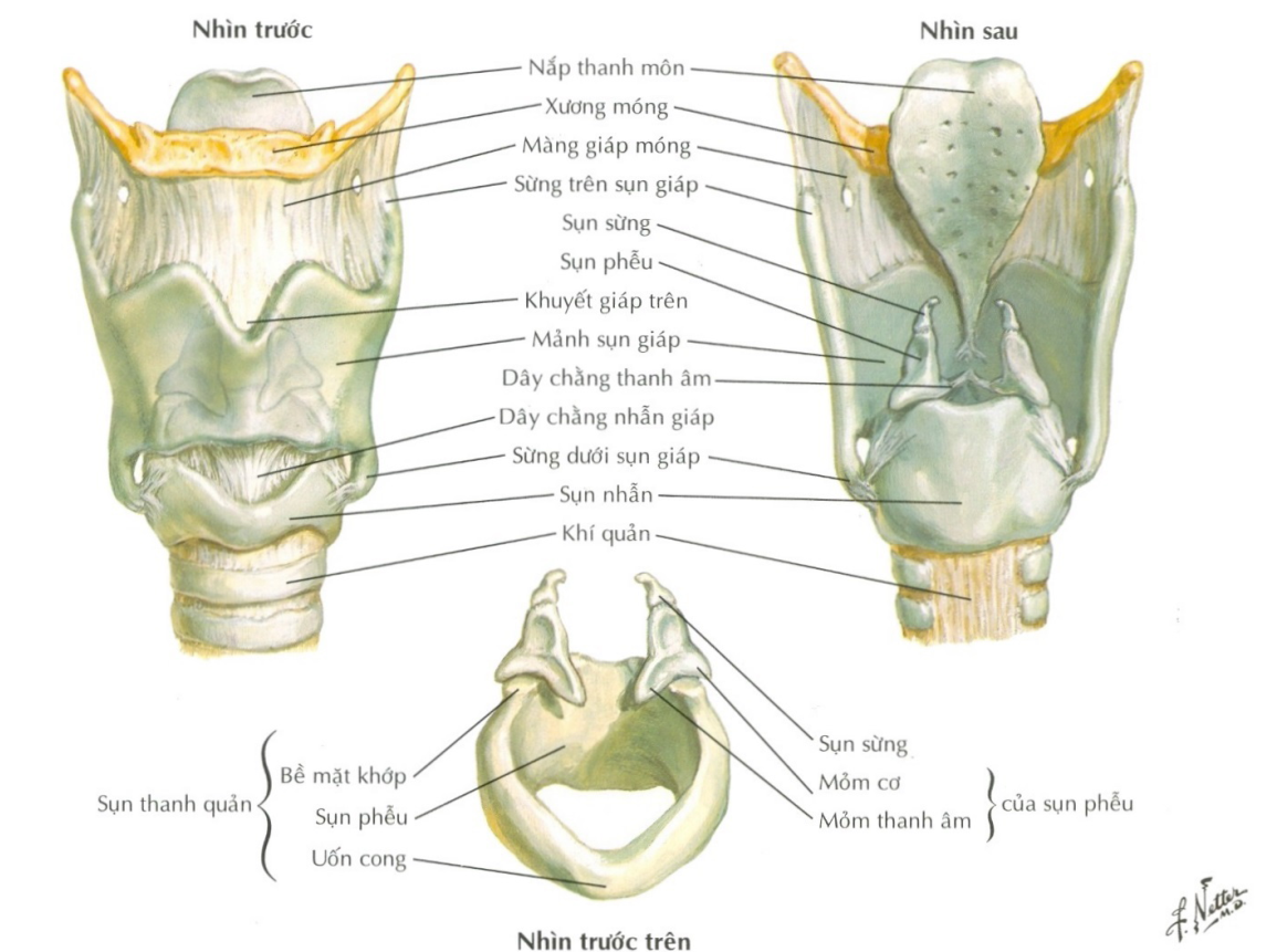 Các sụn thanh quản và các khớp thanh quản nhìn trước sau