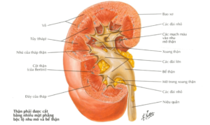 Cấu tạo của thận