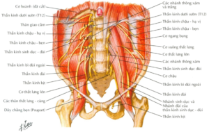 Đám rối thắt lưng và cấu trúc liên quan - thần kinh chi dưới
