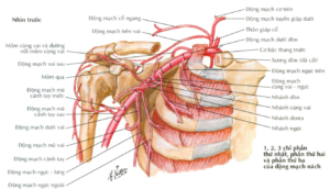 Động mạch nách nhìn trước - mạch máu chi trên