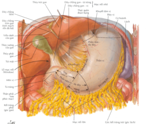 Mạc nối nhỏ của phúc mạc