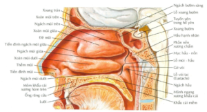 Giải phẫu ổ mũi