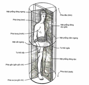 Các mặt phẳng của cơ thể và các từ định hướng - giải phẫu học
