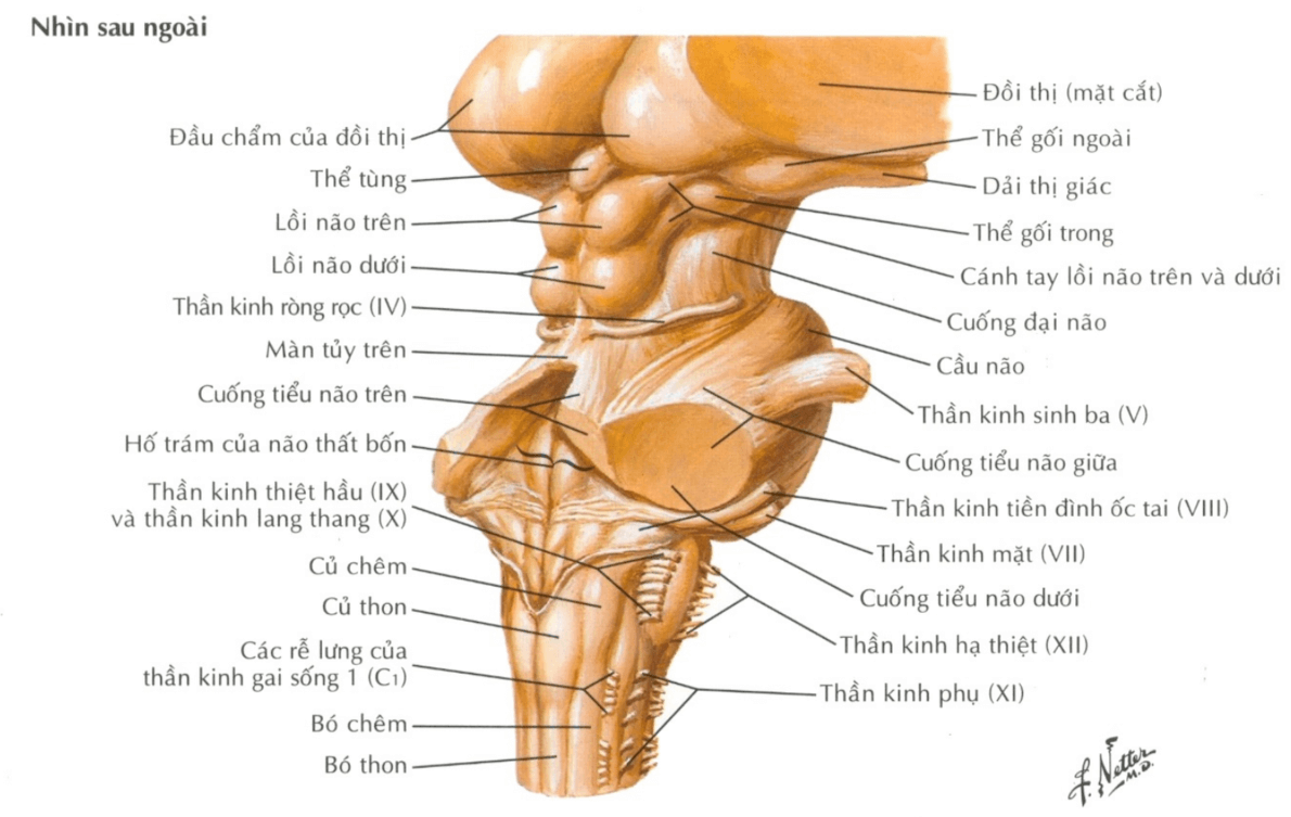 Thân não nhìn sau ngoài
