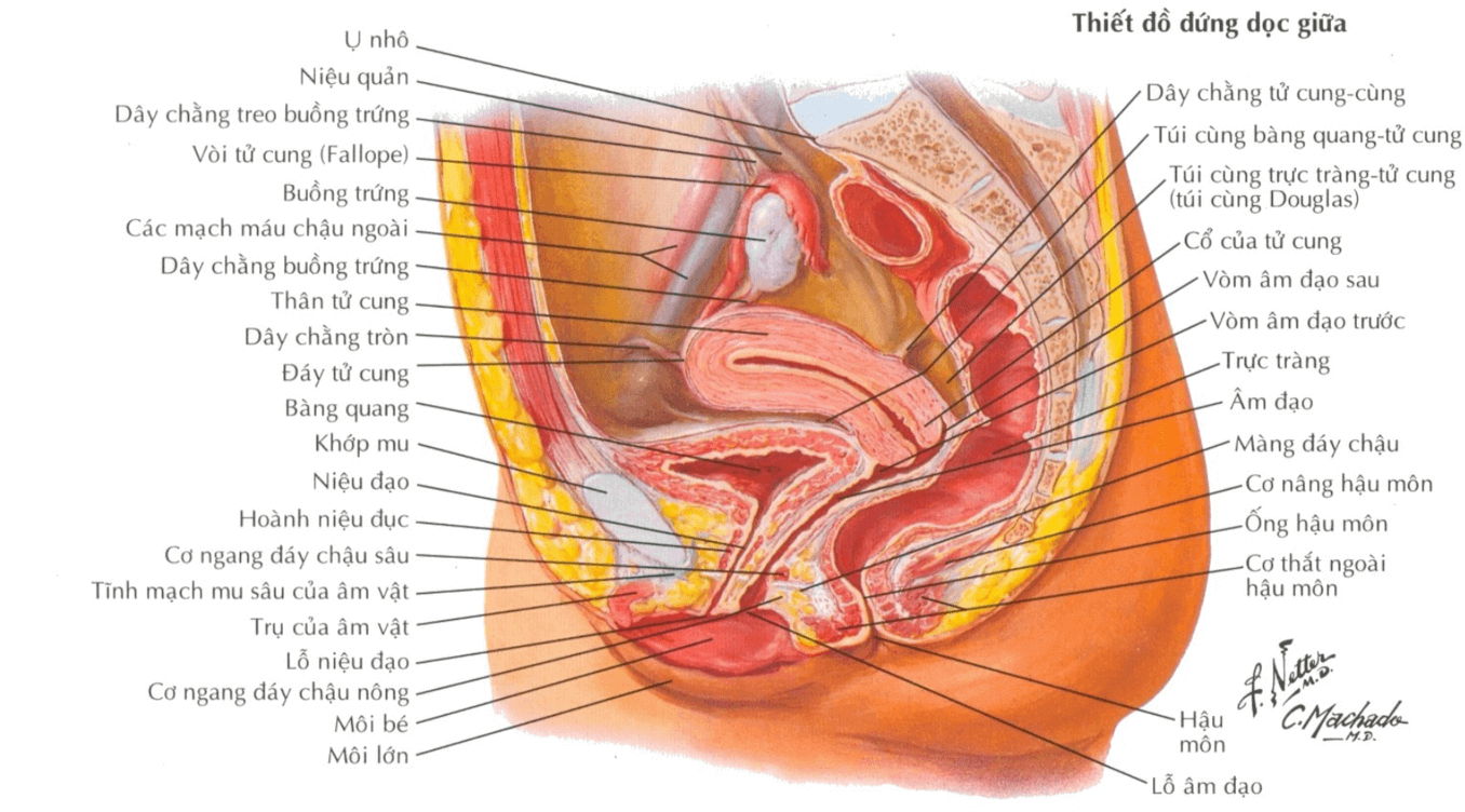 Thiết đồ đứng dọc chậu hông nữ - Hệ sinh dục nữ