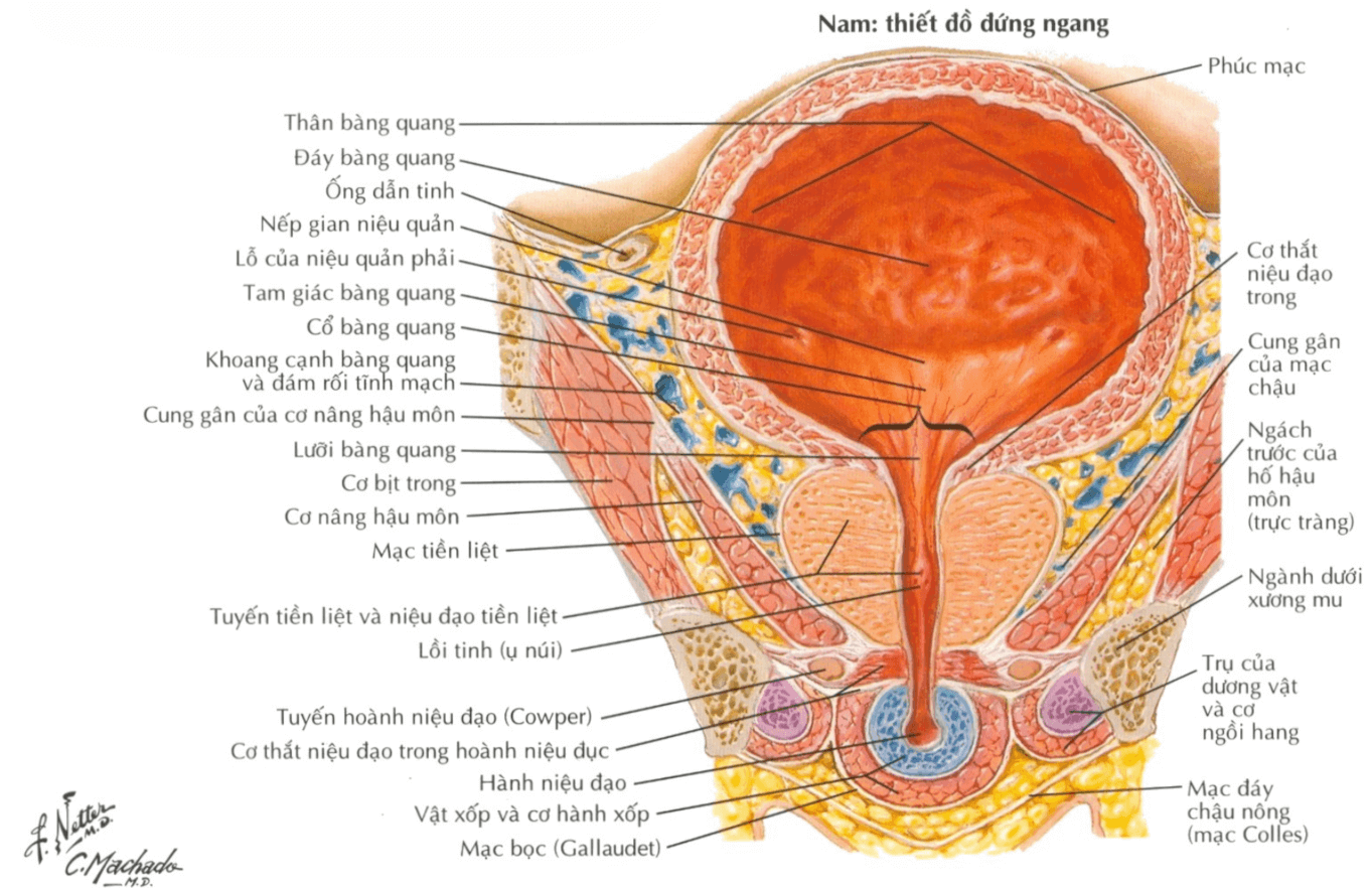 Thiết đồ đứng ngang bàng quang niệu đạo