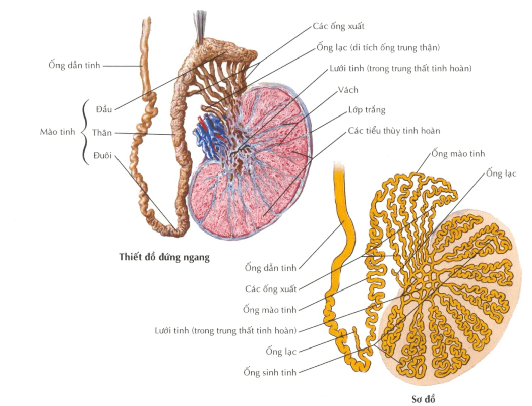 Thiết đồ đứng ngang qua tinh hoàn, mào tinh và các ống dẫn tinh