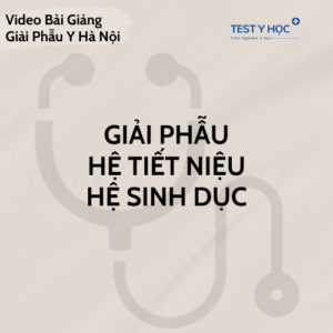Video giải phẫu hệ tiết niệu, hệ sinh dục