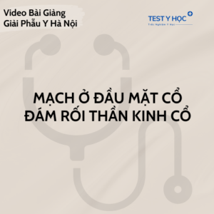 Video mạch ở đầu mặt cổ, đám rối thần kinh cổ