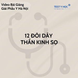 Video 12 đôi dây thần kinh sọ
