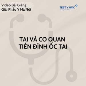 Video Tai Và cơ quan tiền đình ốc tai