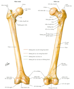 Xương đùi - các xương và khớp của chi dưới
