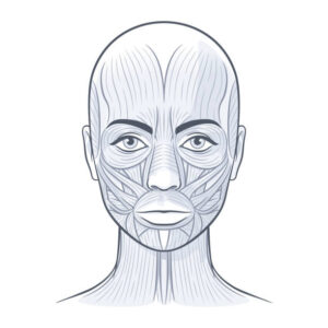giải phẫu đầu mặt cổ